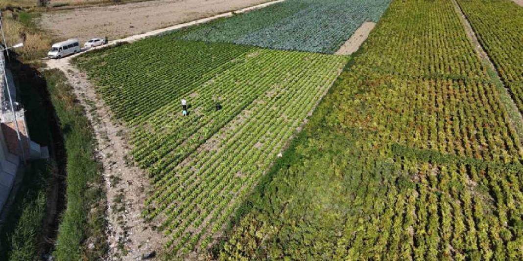 Yağmur yağdı hasat 15 gün erken başladı! Bereketli topraklardan sofralara: Tarlada 25 olsa da manavda 70 TL! 4